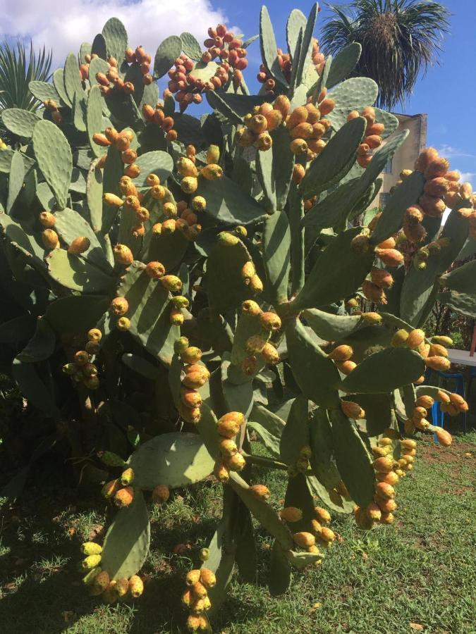 Il Giardino Degli Agrumi 卡塞塔 外观 照片