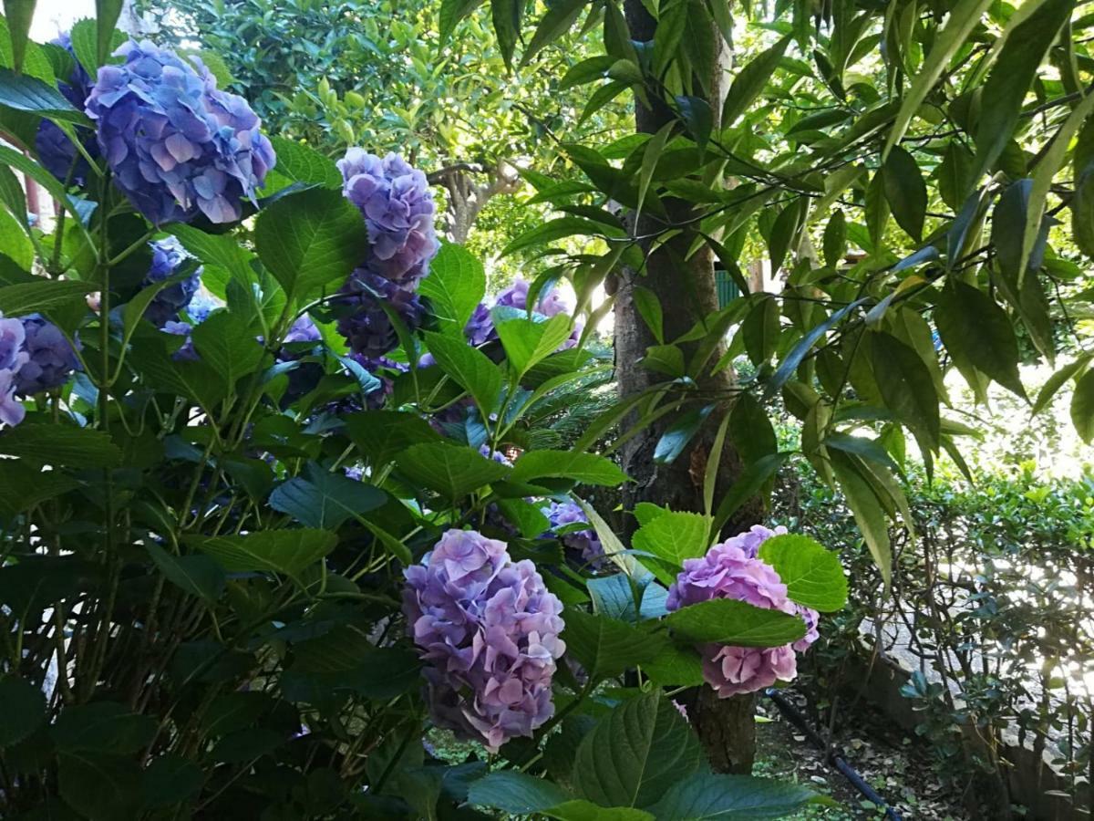 Il Giardino Degli Agrumi 卡塞塔 外观 照片
