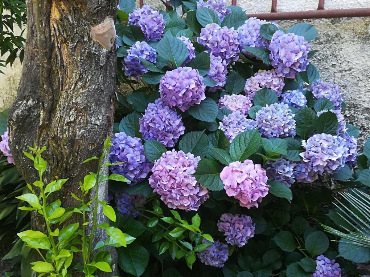 Il Giardino Degli Agrumi 卡塞塔 外观 照片